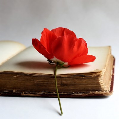Red Poppy on Open Book