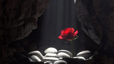Red Rose in Cave with Light