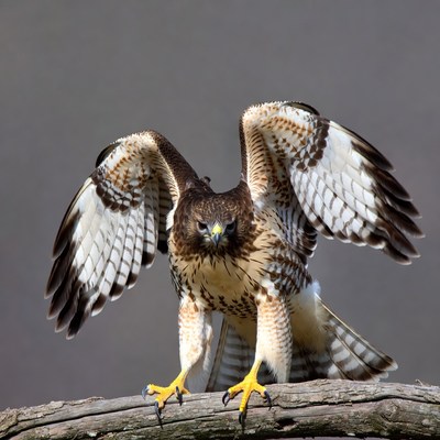 Red-tailed Hawk with Wings Spread