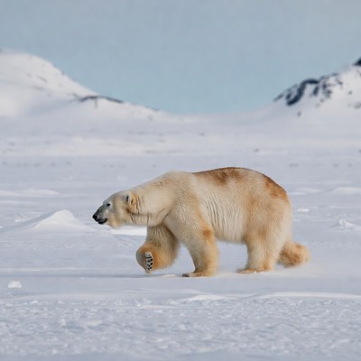 Polar bear walking in snowy Arctic landscape