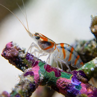 Colorful Striped Shrimp on Coral