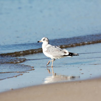 Seagull walking on beach shore