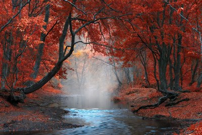 Red Autumn Forest with Misty Stream