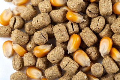 Corn Kibble Pellets Closeup