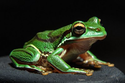Green tree frog on black background