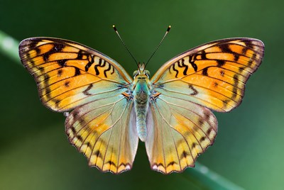 Orange butterfly on green leaf