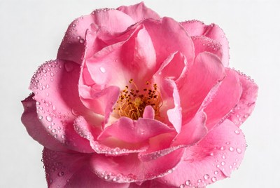 Pink Rose with Dew Drops