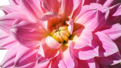 Closeup Pink Dahlia Flower