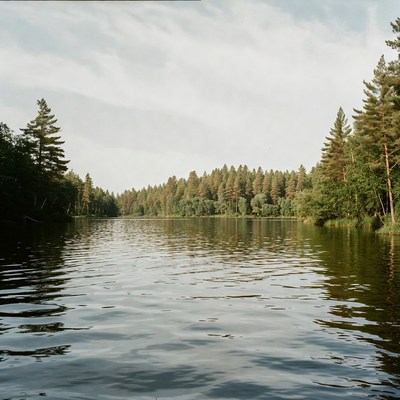 Forest Lake with Reflections