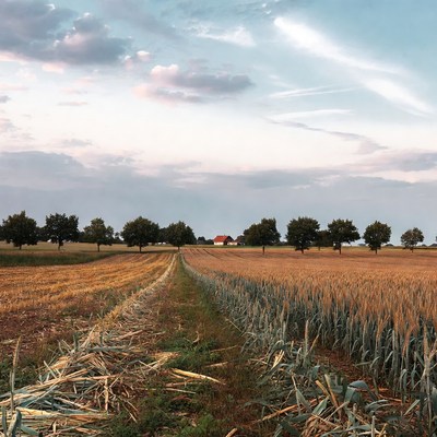 Red farmhouse in wheat fields path