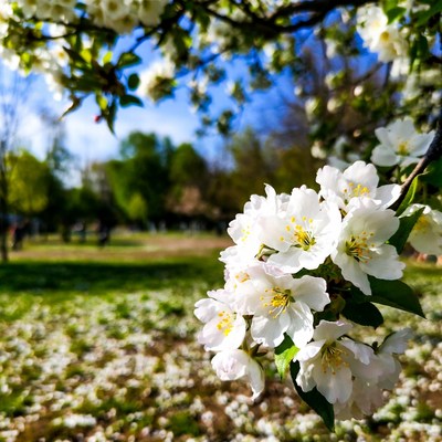 White Cherry Blossoms on Branch
