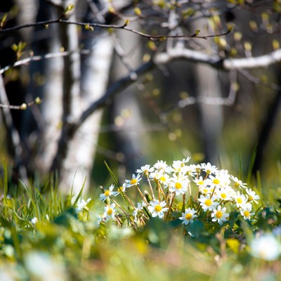 White Daisies in Grass with Birch Trees
