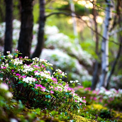Pink and White Flowers in Forest