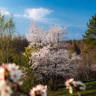 Blossoming Cherry Trees in Forest