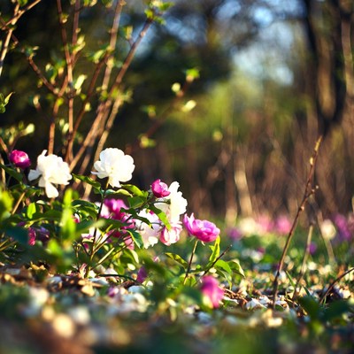 White and Pink Peonies in Spring Forest