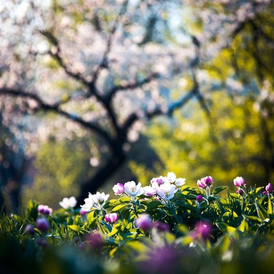 Closeup of pink white flowers with cherry blossoms