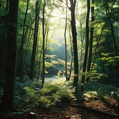 Sunlit Beech Forest with Ferns