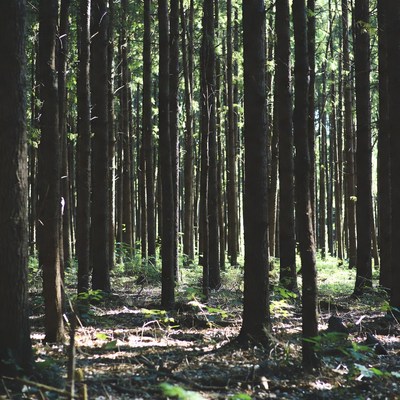Tall trees in dense forest
