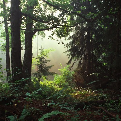 Sunlit Misty Forest Path