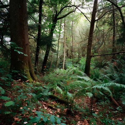 Lush Dense Forest with Ferns and Trees
