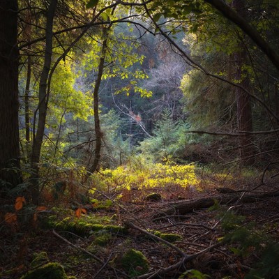 Sunlit Forest Path with Autumn Foliage