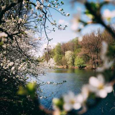 Cherry Blossoms Framing Calm Lake