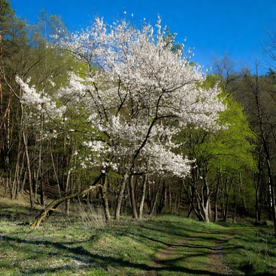 Cherry Blossom Tree in Forest