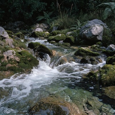 Forest Stream Flowing Over Mossy Rocks
