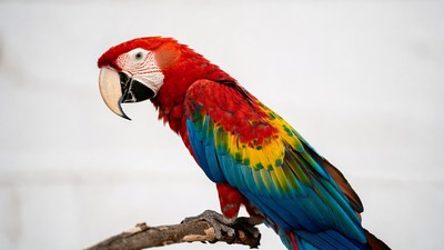 Red Macaw Parrot on Branch