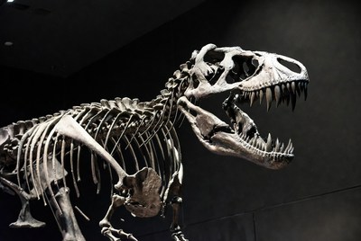 Tyrannosaurus Rex Skeleton Roaring