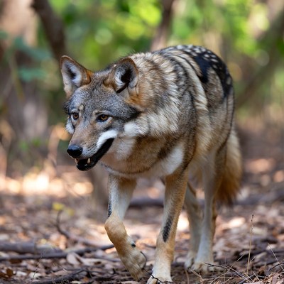 Coyote walking in forest