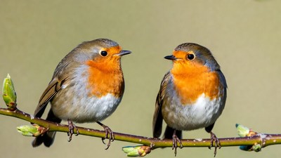 Two Robins Perched on Branch