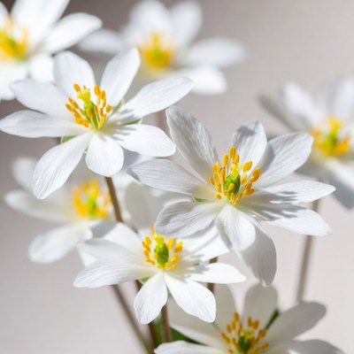 White Anemone Flowers with Yellow Centers