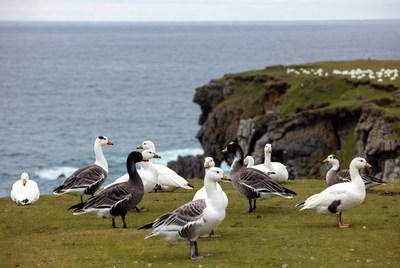 Flock of barnacle geese on coastal cliff