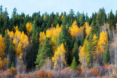 Autumn Forest with Yellow Aspen Trees