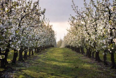 Cherry Blossom Trees Lining Path