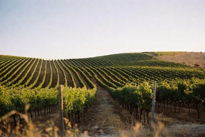 Vineyard Rows on Rolling Hills