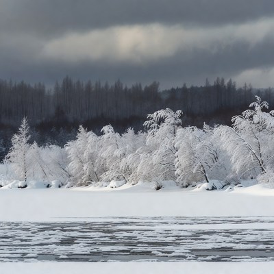 Snowy Trees by Frozen Lake