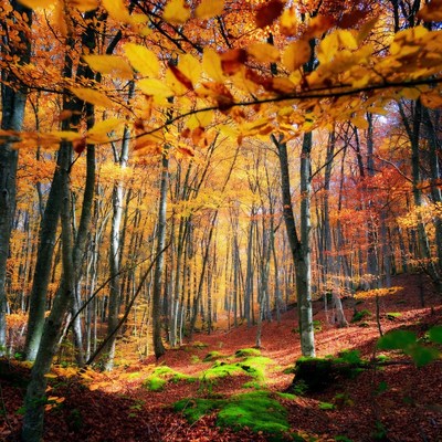 Autumn Forest with Golden Yellow Leaves