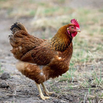 Brown hen standing in grass