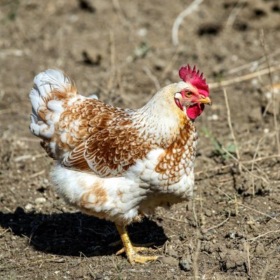 Brown white chicken standing in dirt