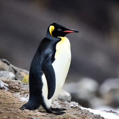 King Penguin Standing on Rocks