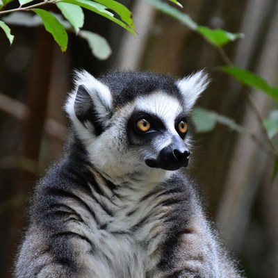 Ring-tailed lemur in foliage