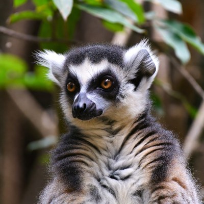 Ring-tailed lemur in green foliage