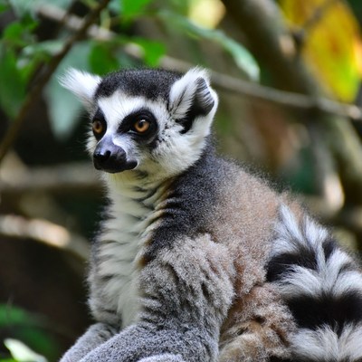 Ring-tailed lemur in green foliage