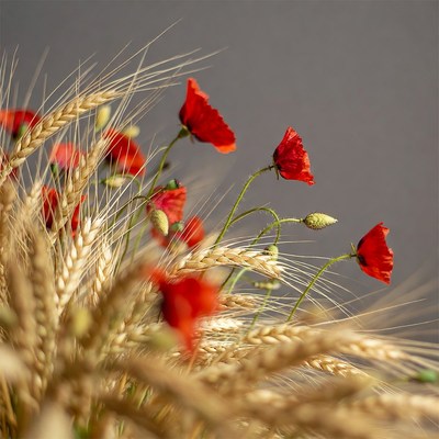 Red Poppies in Golden Wheat Field
