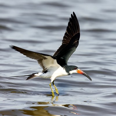 Black Skimmer Bird Flying over Water