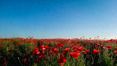 Red Poppy Field Under Blue Sky