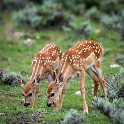 Twin fawns grazing in grass