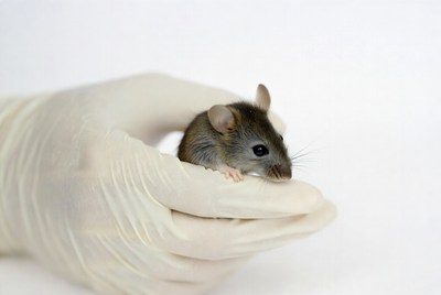 Gloved hand holding small mouse
